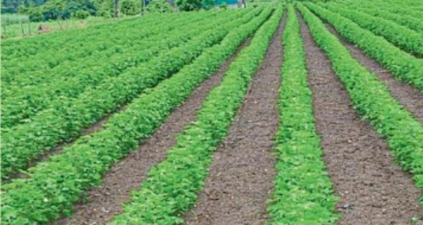 अखेर दहा दिवसाच्या प्रतीक्षेनंतर बरसला वरुणराजा अखेर दहा दिवसाच्या प्रतीक्षेनंतर बरसला वरुणराजा