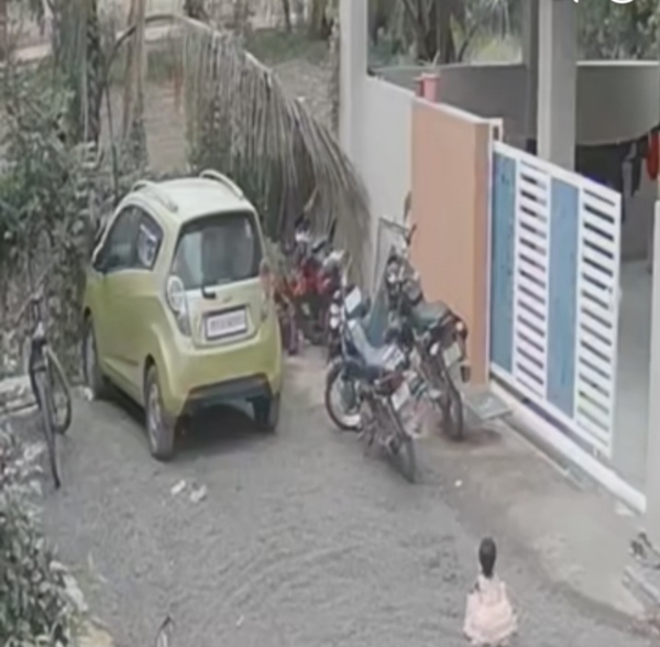 भटके कुत्रे