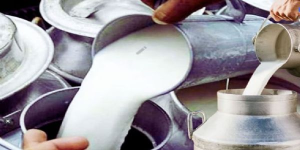 सोलापुरात दुधाचे दर ५ ते १० रुपयांनी वाढले; उत्पादन घटल्याचा परिणाम