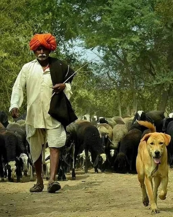 मेंढपाळ बांधवांसाठी महसूल मंञी चंन्द्रशेखर बावनकूडे यांच्या पुढाकाराने महत्त्वपूर्ण निर्णय
