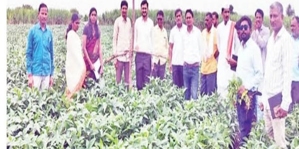 लातूर - सोयाबीन पिकाच्या शेतात सोयाबीन शेतीशाळा