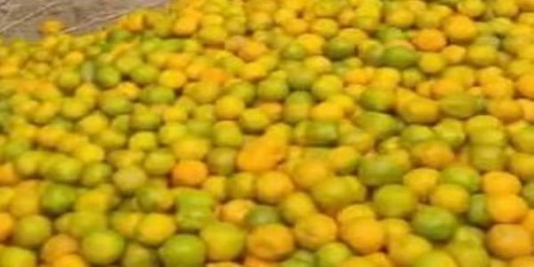विदर्भाच्या ‘संत्रा पंढरी’त संकटाचे सावट कारंजात मोठ्या प्रमाणावर फळझड, उत्पादन ५० टक्क्यांनी घटण्याची भीती