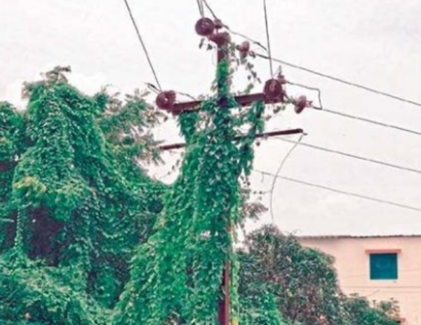 “महावितरणच्या निष्काळजी कारभाराने जीव धोक्यात; झाडांच्या फांद्यांतून वीजतारा, तिरके खांब”