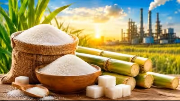 Sugar prices factory level drop approximately 20 percent