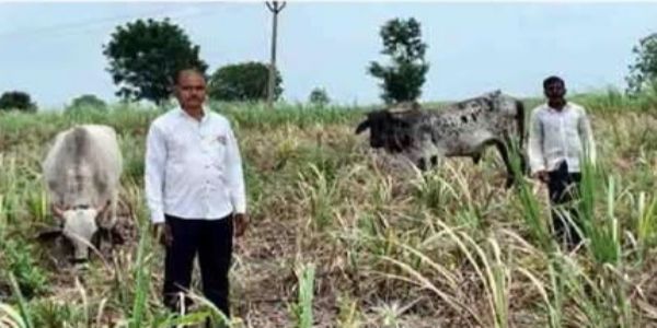 लातूर - पावसाने पाठ फिरवल्याने ऊस वाळला; पारधेवाडीतील शेतकऱ्याचे मोठे नुकसान