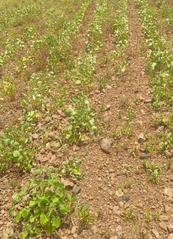 दुष्काळाचे सावट