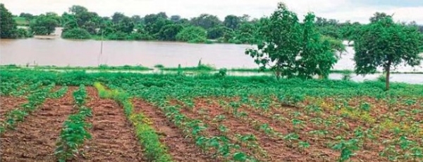 सलग दोन दिवसांच्या मुसळधार पावसाच्या फटक्याने शेतकरी संकटात