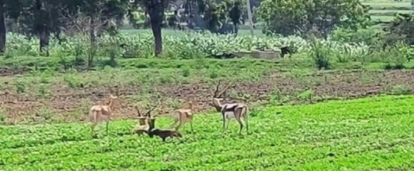 हरणांचा हैदोस