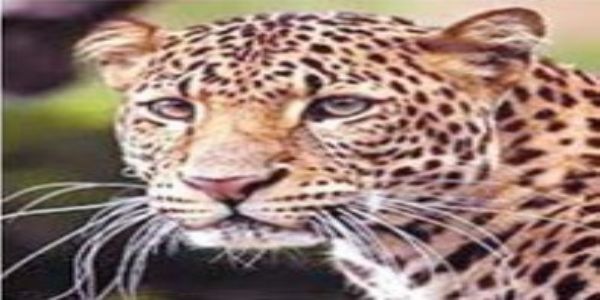 गोलाई शाळेच्या आवारात बिबट्याच्या पायांचे ठसे, संरक्षक भिंतीसह वनविभागाची गस्त वाढविण्याची मागणी