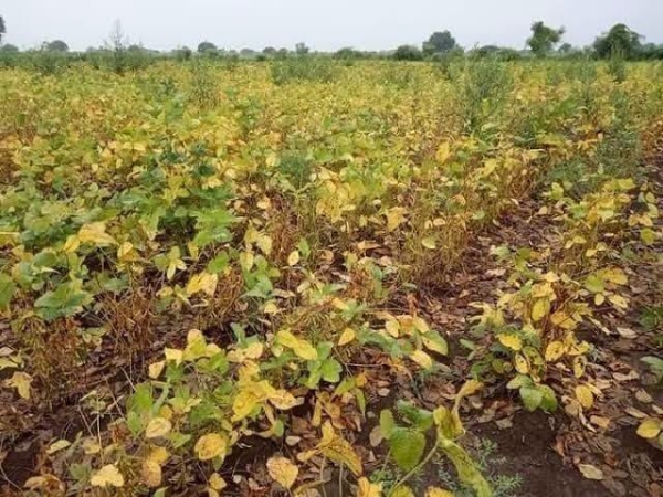 संपूर्ण जिल्ह्यात पावसाअभावी खरीप पिके पूर्णतः धोक्यात : परिस्थिती दिवसेंदिवस गंभीर : दुबार पेरणीसुध्दा अशक्य संपूर्ण जिल्ह्यात पावसाअभावी खरीप पिके पूर्णतः धोक्यात : परिस्थिती दिवसेंदिवस गंभीर : दुबार पेरणीसुध्दा अशक्य
