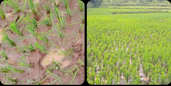 गवारेड्यांनी केलेली भातशेतीची नासधूस गवारेड्यांनी केलेली भातशेतीची नासधूस