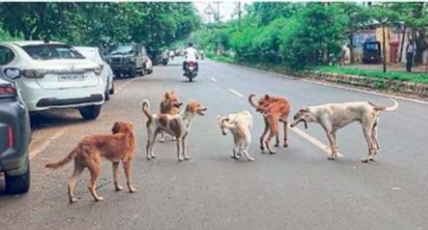 मोकाट कुत्रे पकडण्याची मोहीम बंद मोकाट कुत्रे पकडण्याची मोहीम बंद
