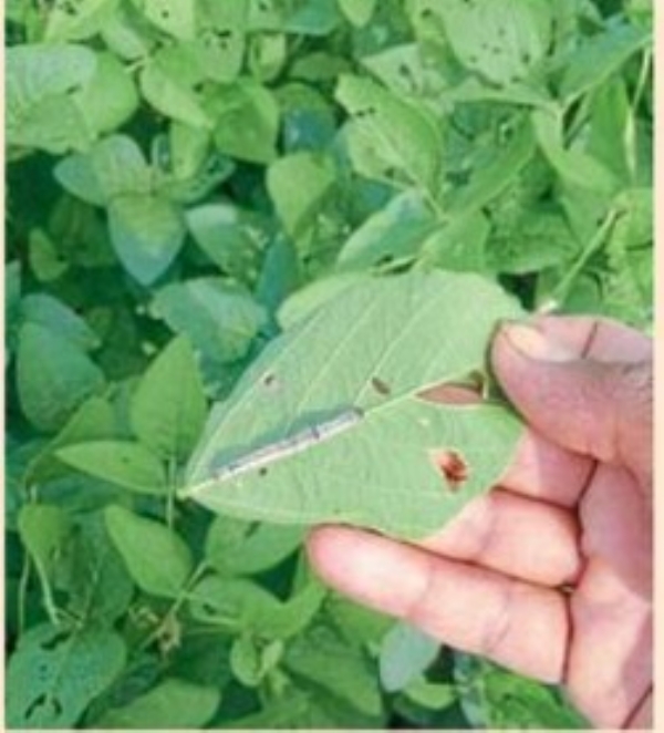 पाऊस थांबला, आता किडींचा धोका! कपाशीवर चुरडा रोग; सोयाबीनवर पाने खाणार्!या अळीचा प्रादूर्भाव पाऊस थांबला, आता किडींचा धोका! कपाशीवर चुरडा रोग; सोयाबीनवर पाने खाणार्!या अळीचा प्रादूर्भाव