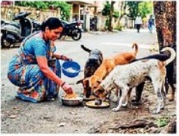 रस्त्यावर भटक्या कुत्र्यांना खाऊ घालण्यासाठी परवानगी लागणार! रस्त्यावर भटक्या कुत्र्यांना खाऊ घालण्यासाठी परवानगी लागणार!