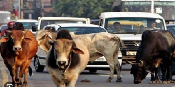 वर्धा - मोकाट जनावरांच्या मालकांवर होणार गुन्हे दाखल