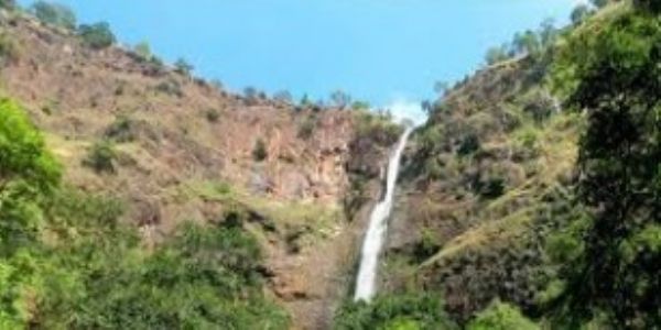 चिखलदरा येथील राणी पार्कच्या प्रवेशद्वाराजवळ विशाल वृक्ष कोसळला; मोठी दुर्घटना टळली