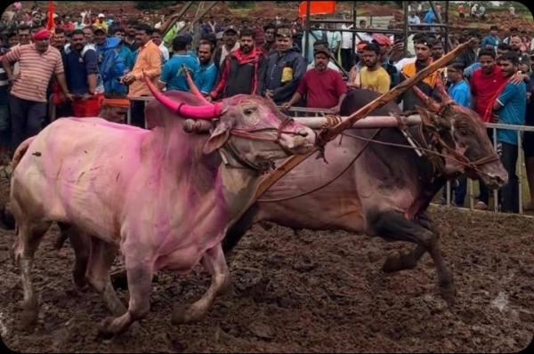 नांगरणी स्पर्धा