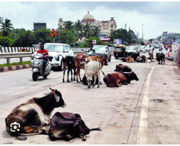 रस्त्यांवरील मोकाट गुरे