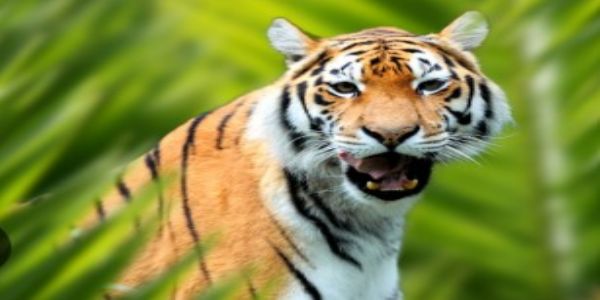 पवनगाव परिसरात दोन वाघांचा वावर; शेतकऱ्यांमध्ये भीती