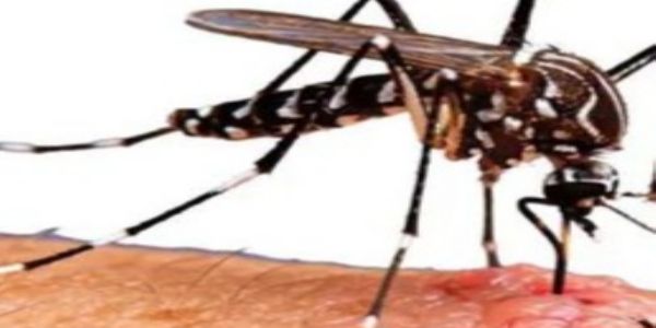 लातूर जिल्ह्यात यंदा डेंग्यू रुग्णसंख्या तिप्पट; शहरातील १५ बाधितांपैकी १२ मुले