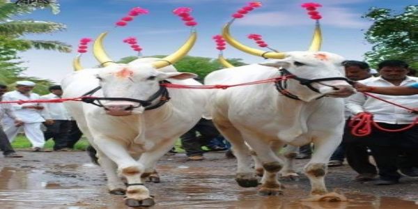 वर्धा जिल्ह्यात बैलजोड्यांची संख्या घटली