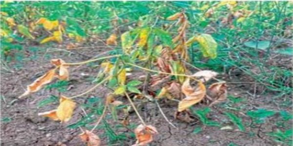 अमरावतीचा तिवसा तालुका कोरड्या दुष्काळाच्या छायेत