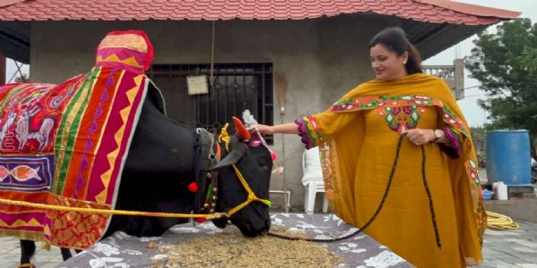 नवनीत राणा यांच्या निवासस्थानी पारंपरिक पद्धतीने बैलपोळा