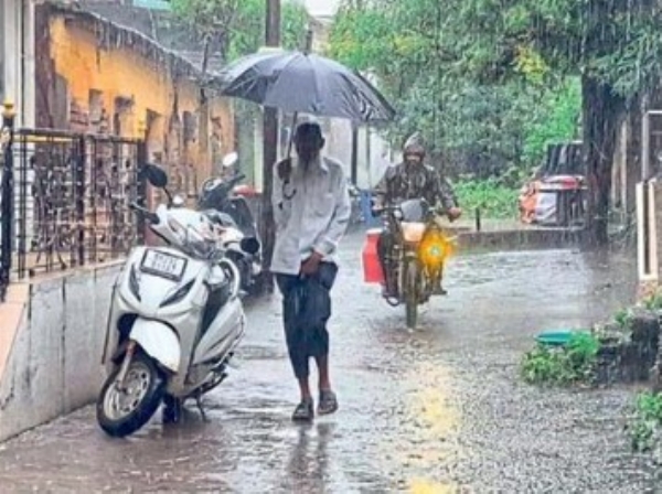 पावसामुळे कापूस, तुरीला संजीवनी पावसामुळे कापूस, तुरीला संजीवनी