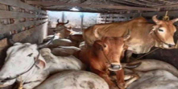 परळीत गोवंशाची निर्दयी वाहतूक करणाऱ्या वाहनावर कारवाई
