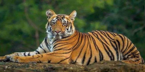 वन्यजीव हल्ल्यातील मृतांच्या कुटुंबीयांना महाराष्ट्रात सर्वाधिक मदत