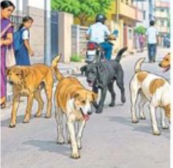नेर शहरात श्वानांचा कहर अनेकांना चावा; रुग्णालयात लशींचा तुटवडा