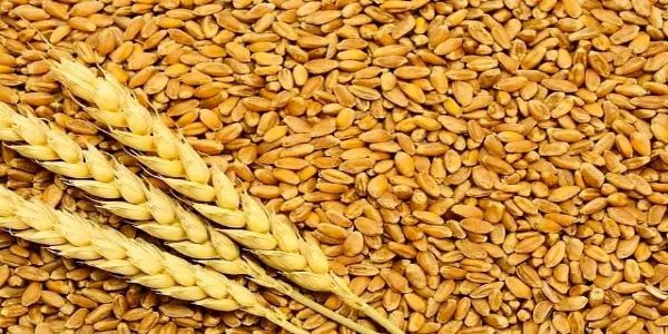 वनामकृ विद्यापीठनिर्मित बियाणांची विक्री