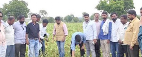 प्रशासनाकडून पिकाची पाहणी