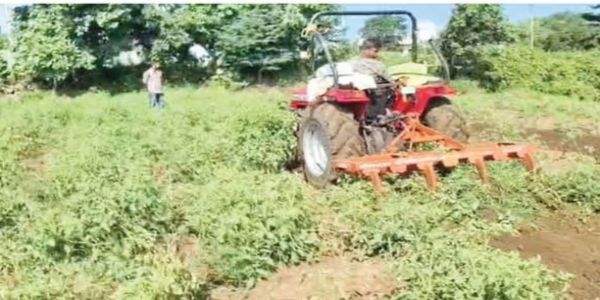 लातूर : भाव पडल्याने टोमॅटो पिकावर फिरवला नांगर