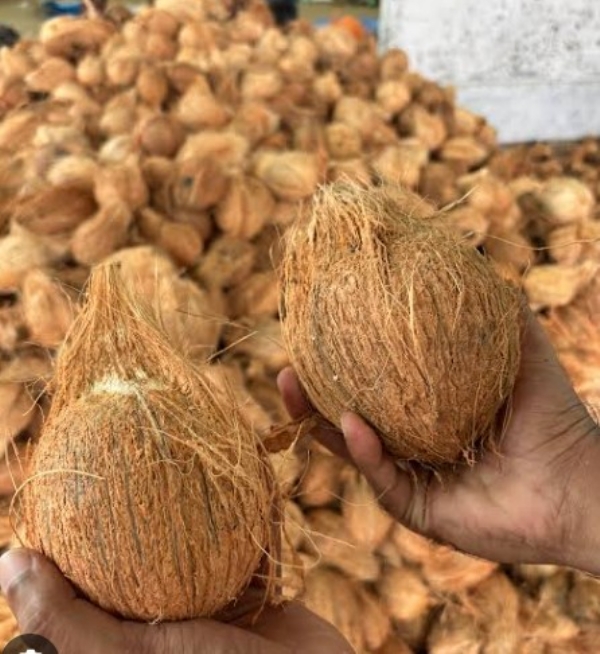 गणेशोत्सवात नारळाला वाढली मागणी गणेशोत्सवात नारळाला वाढली मागणी