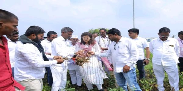 बीड - आ. नमिता मुंदडा यांनी केली नुकसानग्रस्त पिकांची पाहणी
