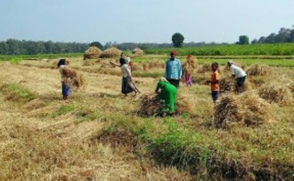पीक कापणी प्रयोग ठरणार महत्त्वाचे लवकरच प्रारंभ पीक कापणी प्रयोग ठरणार महत्त्वाचे लवकरच प्रारंभ