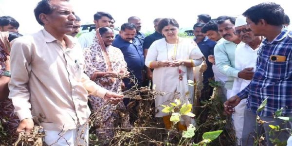 बीड : बळीराजाला वाऱ्यावर सोडणार नाही; दुष्काळग्रस्त शेतकऱ्यांना पंकजा मुंडेंचा दिलासा