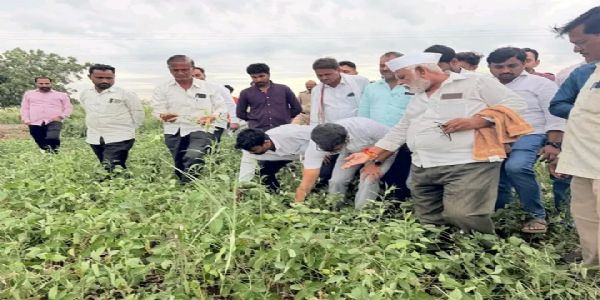 छ. संभाजीनगर - पावसाच्या खंडामुळे वाळत चाललेल्या सोयाबीन पिकांची पाहणी