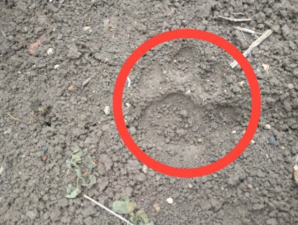 रिद्धपूर–आस्टोली मार्गावर वाघाचे दर्शन; पायाचे ठसे आढळल्याने परिसरात खळबळ रिद्धपूर–आस्टोली मार्गावर वाघाचे दर्शन; पायाचे ठसे आढळल्याने परिसरात खळबळ