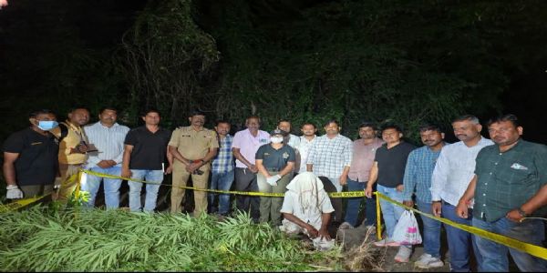 लातूर : कव्हा येथे अवैध गांजा लागवडीवर स्थानिक गुन्हे शाखेचा छापा