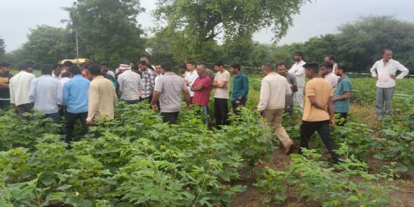 अमरावती - नेरपिंगळाई येवती भांबोरा शिरलस मोर्सी परिसरात वाघाची दहशत