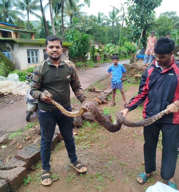 दाभोळे येथे आढळलेला अजगर