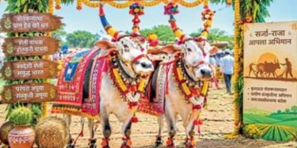 यवतमाळ - मांडवा येथे बैल सजावट स्पर्धा; परंपरा, संस्कृती, जनजागृतीचा अनोखा संगम