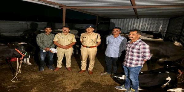 बीडमध्ये कत्तलीच्या उद्देशाने आणलेली ३६ गोवंशीय जनावरे आयशरसह जप्त
