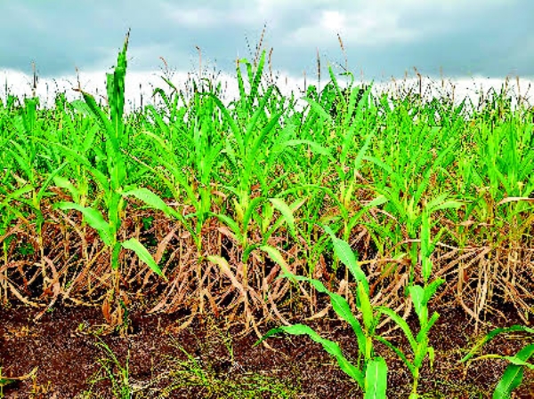 Sowing 1,086.31 Lakh Hectares During Kharif Season Nationwide Sowing 1,086.31 Lakh Hectares During Kharif Season Nationwide