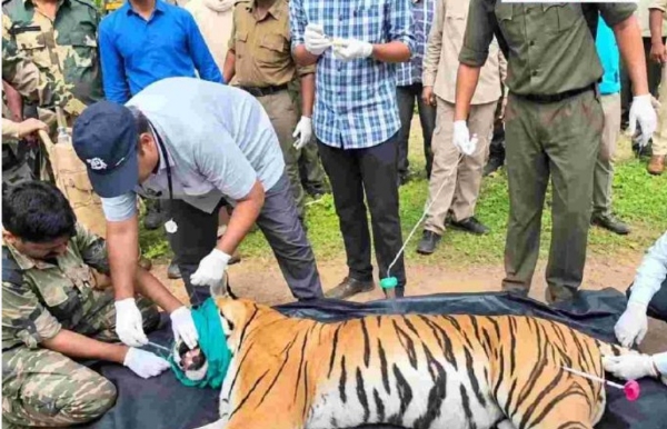 ४ जणांचा बळी घेणाऱ्या नरभक्षक वाघिणीचा जेरबंद केल्यानंतर उपचारादरम्यान मृत्यू ४ जणांचा बळी घेणाऱ्या नरभक्षक वाघिणीचा जेरबंद केल्यानंतर उपचारादरम्यान मृत्यू